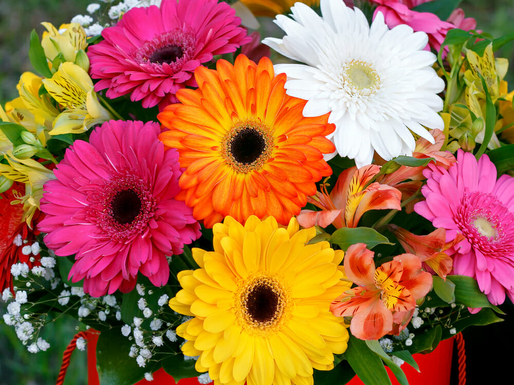 Bouquet de gerberas