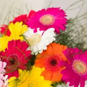 Gerbera