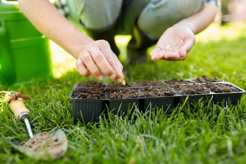 graine à planter