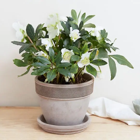 Hellébores blancs en pot