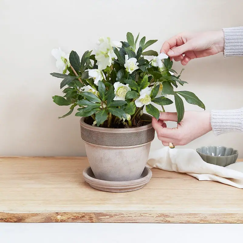 Mains touchant des hellébores en pot