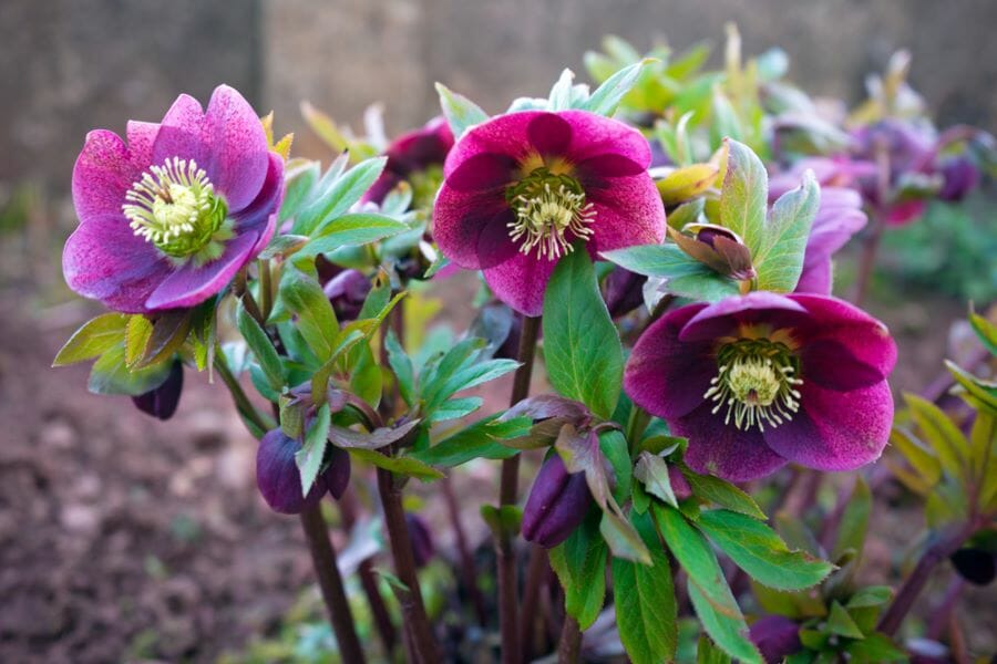 Les hellébores sont des fleurs d'automne qui peuvent durer jusqu'au mois de mai