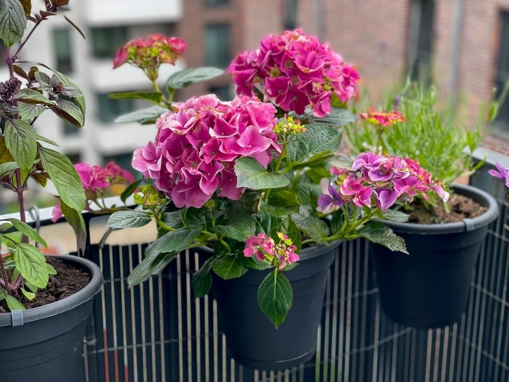 Plante d'hortensia en pot sur un balcon