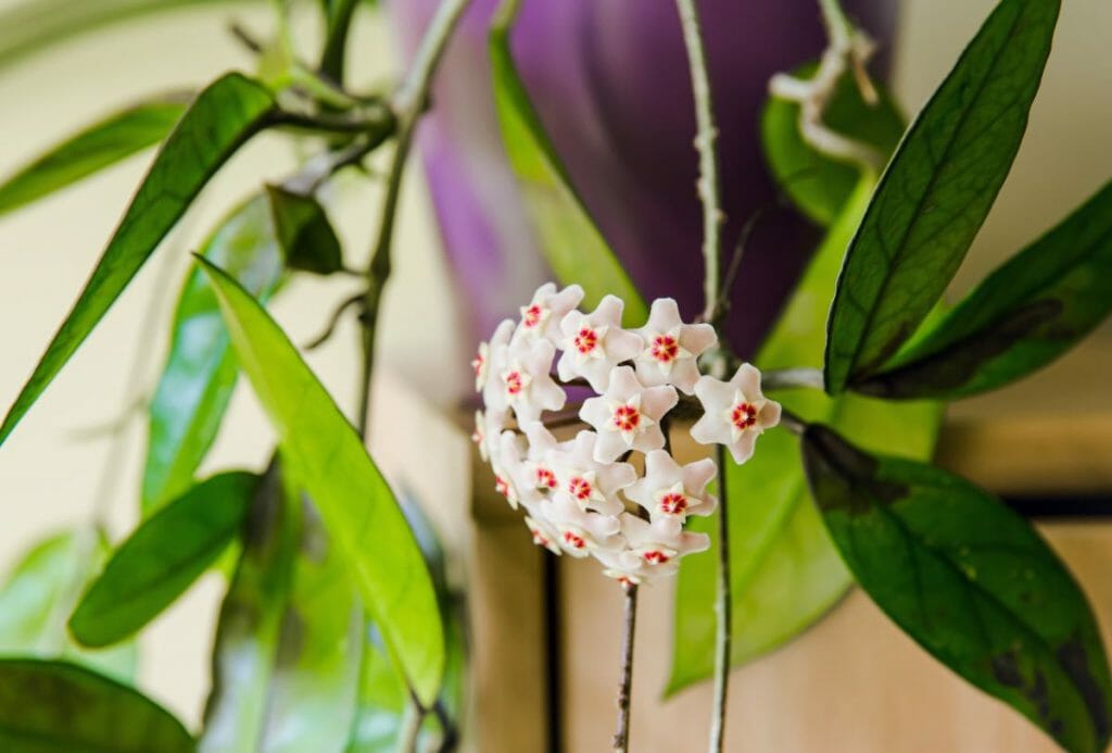 Fleurs d'hoya en forme d'étoiles