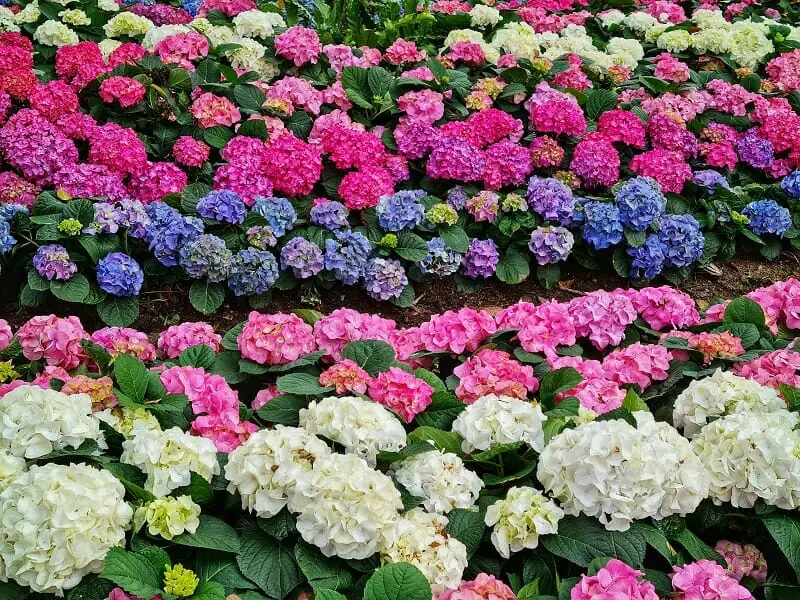 hortensia de différentes couleurs