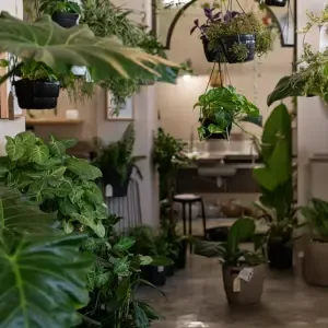 La plante verte du fleuriste