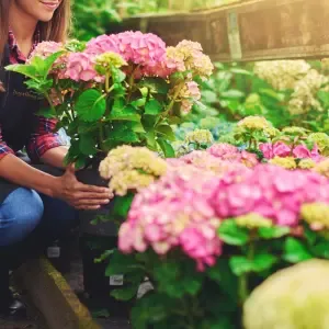La plante fleurie du fleuriste