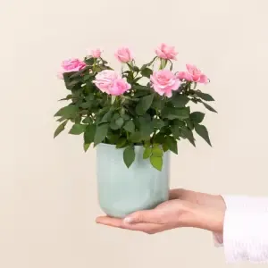 Rosier