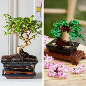 Coffret Bonsai et LEGO®