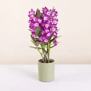 Dendrobium