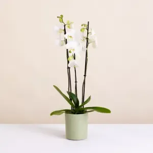 Orchidée et son cache pot