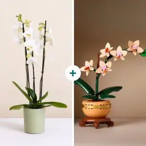 Duo LEGO® Orchidées