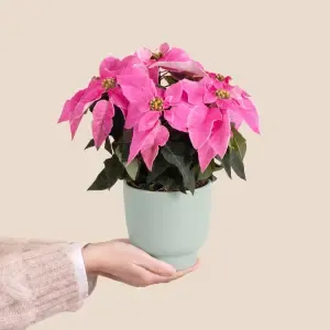 Poinsettia rose et son cache pot