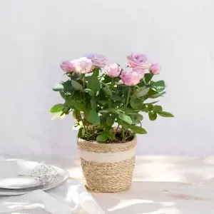 Rosier rose