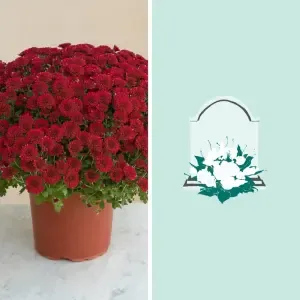 Chrysanthème rouge et sa livraison sur tombe