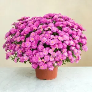 Chrysanthème rose