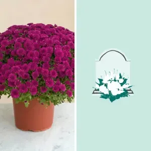 Chrysanthème mauve et sa livraison sur tombe