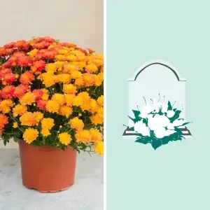 Chrysanthème multicolore et sa livraison sur tombe