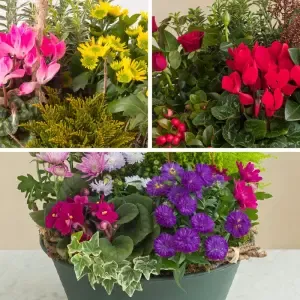La coupe de plantes du fleuriste