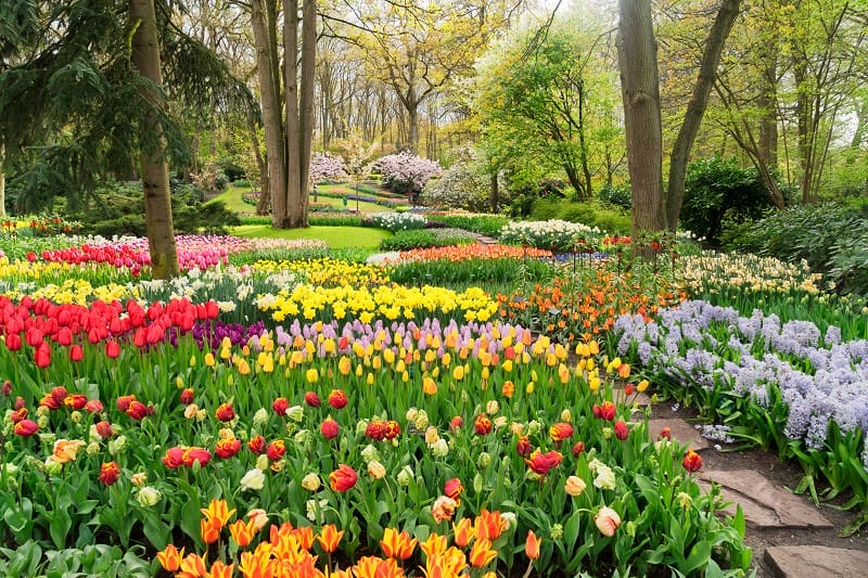 Un jardin de tulipes aux Pays-Bas