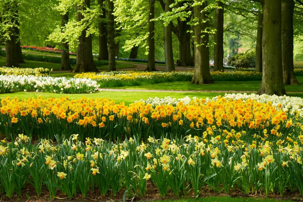 De nombreuses jonquilles dans un parc