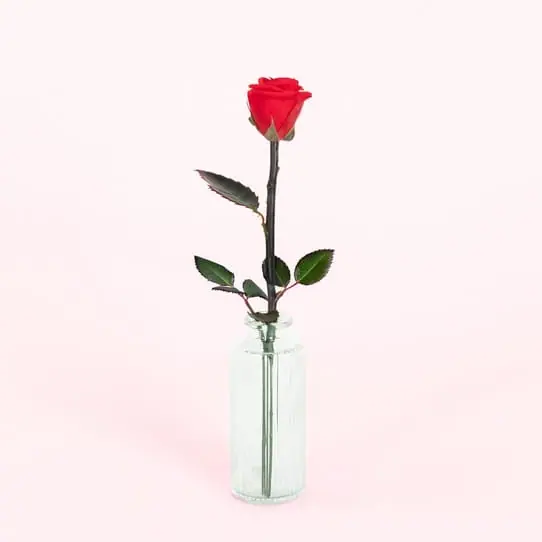 Rose éternelle rouge