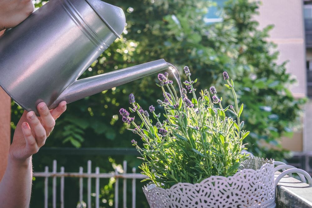 Arrosage d'un pot de lavandes en balcon