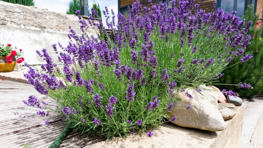 La lavande, plante d'été qui s'épanouit au soleil sans arrosage