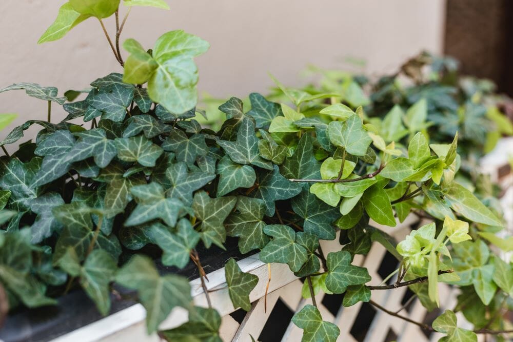 Le lierre, plante grimpante idéal pour un balcon