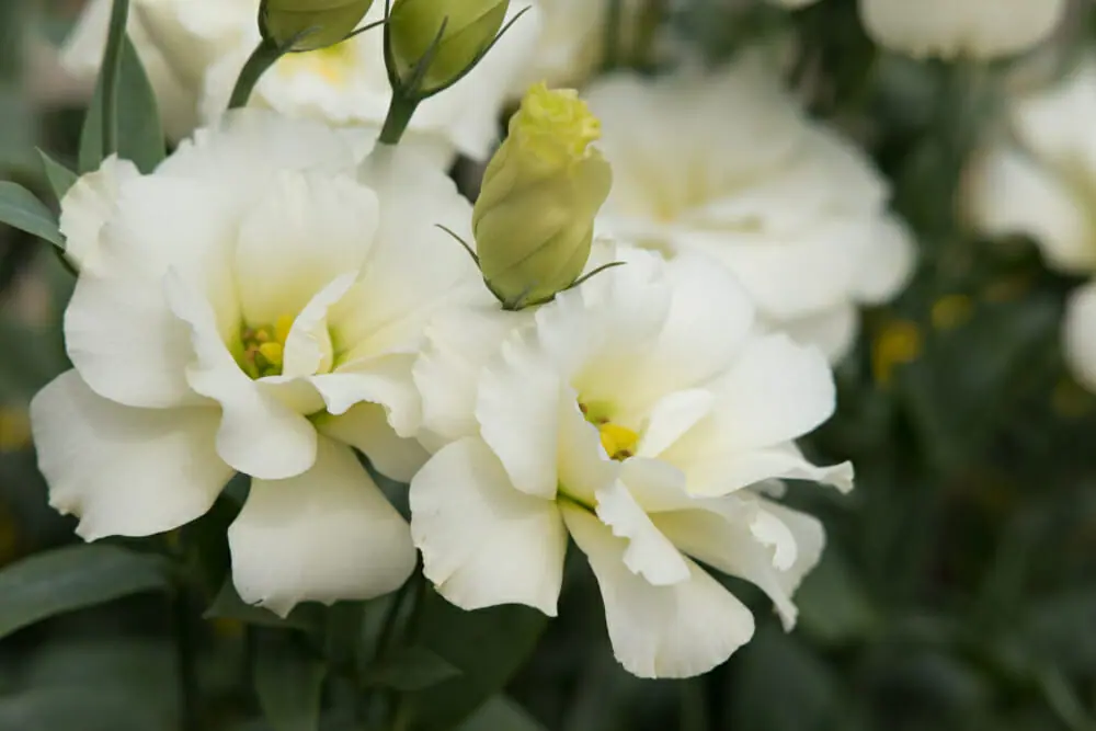 Lisianthus blanc