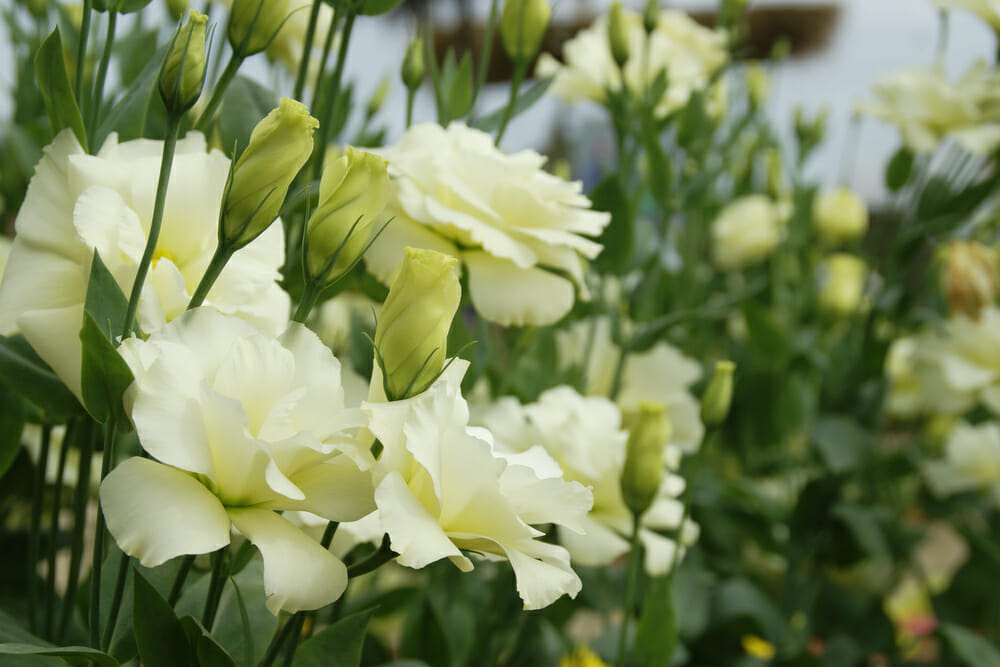 Fleurs de lisianthus blanches