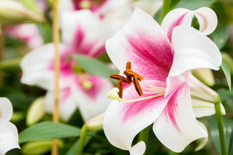 Lys asiatique rose et blanc