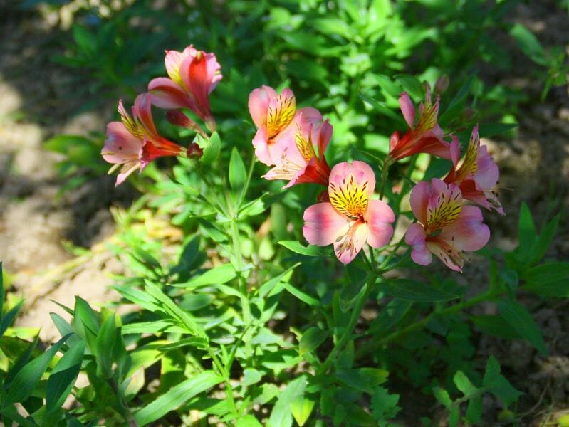 Lys des Incas planté dans un jardin