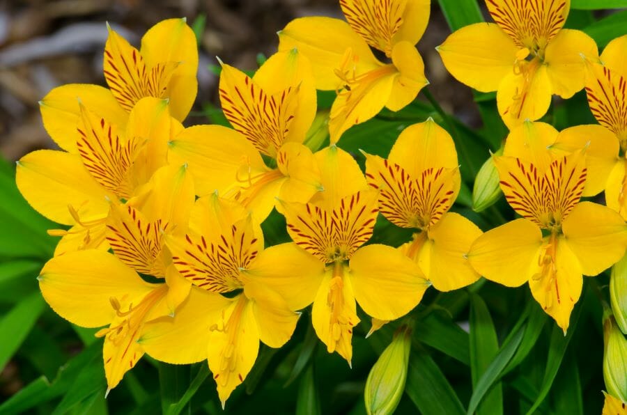 Fleurs jaunes de lys des Incas