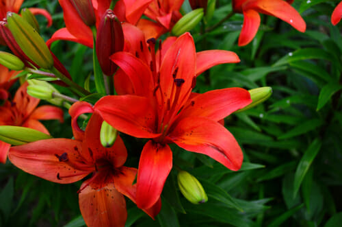 Fleur de lys rouge