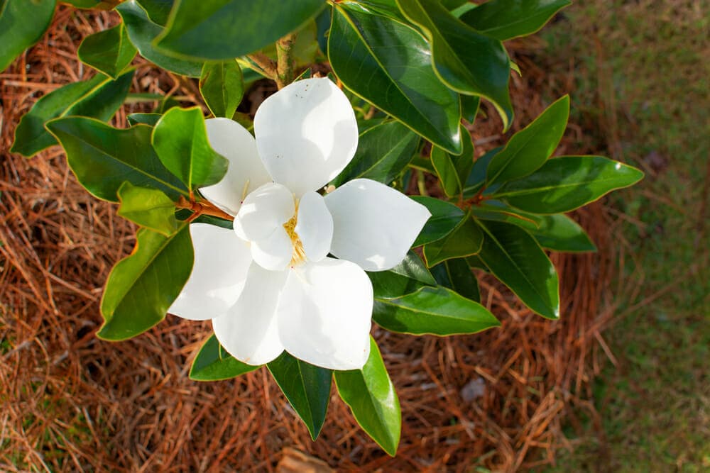 Magnolia nain