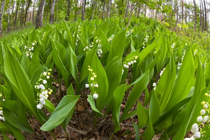 Muguet jardin