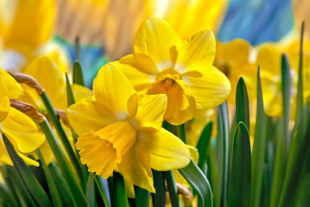 Champ de jonquilles