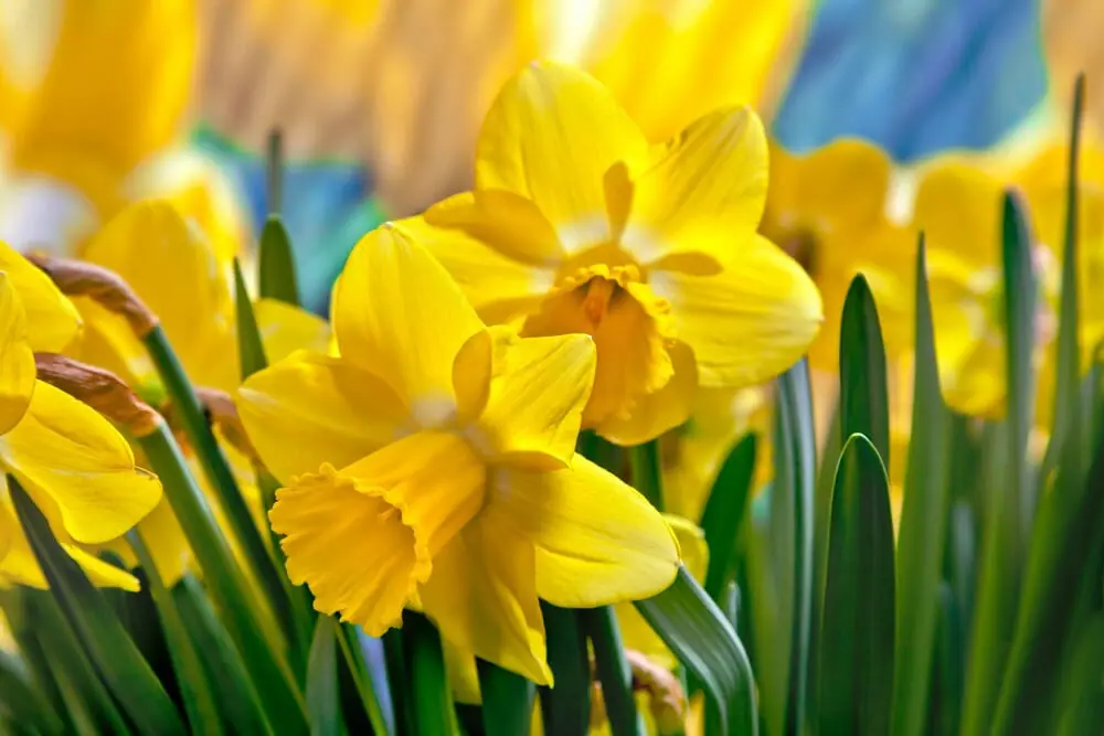 Des narcisses 