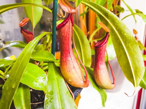 Le nepenthes, plante carnivore originale