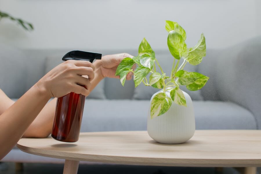 Nettoyage d'une plante d'intérieur