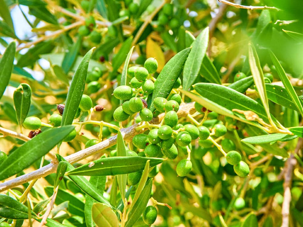 Branche d'olivier aglandau