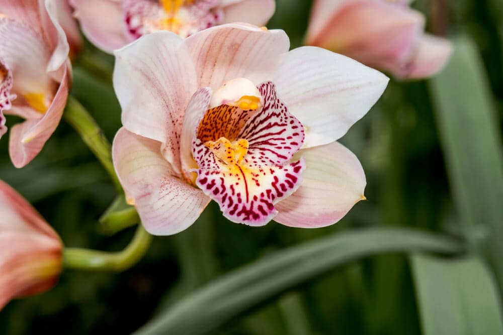 Fleur d'orchidée cymbidium