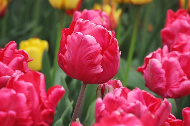 Des tulipes perroquet roses