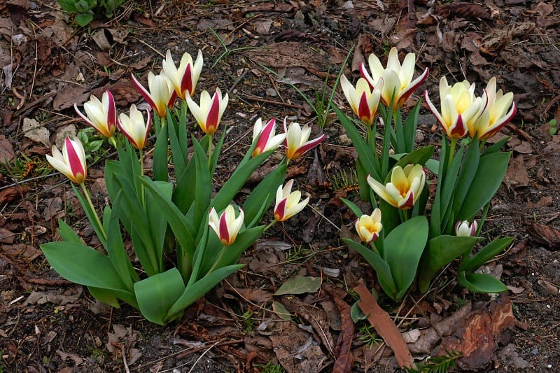 Des tulipes botaniques (Tulipa clusiana) plantées en pleine terre