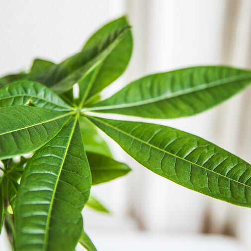 Feuilles de pachira