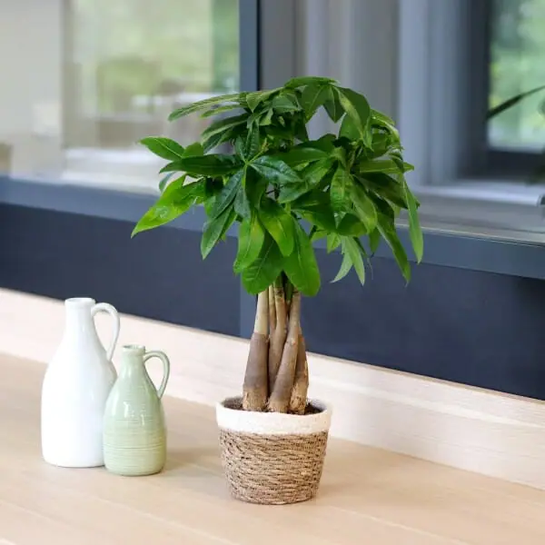 Pot de pachira en intérieur