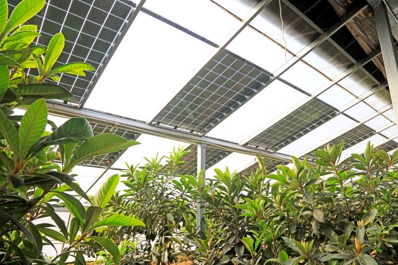 Panneaux solaires pour protéger ses plantes en hiver