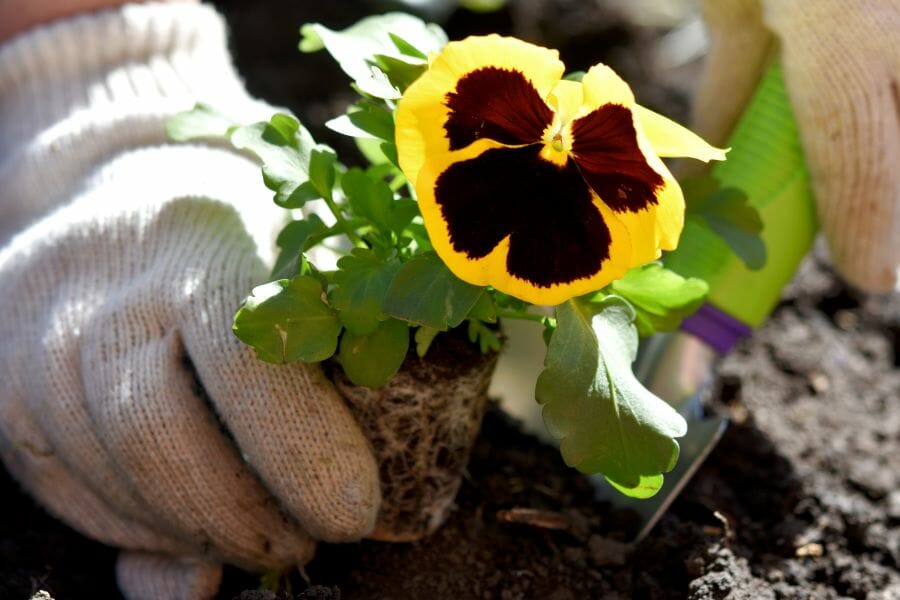 Notre sélection des 10 plus belles fleurs d'automne pour la