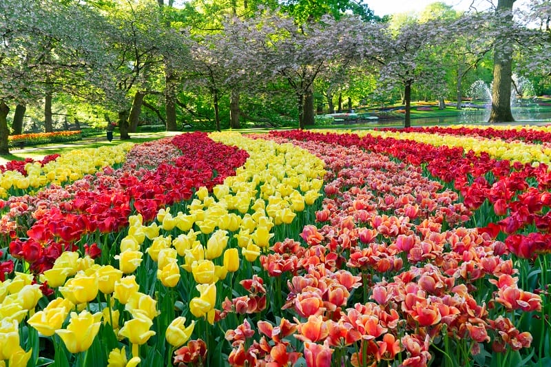 Un champ de tulipes multicolore en Hollande